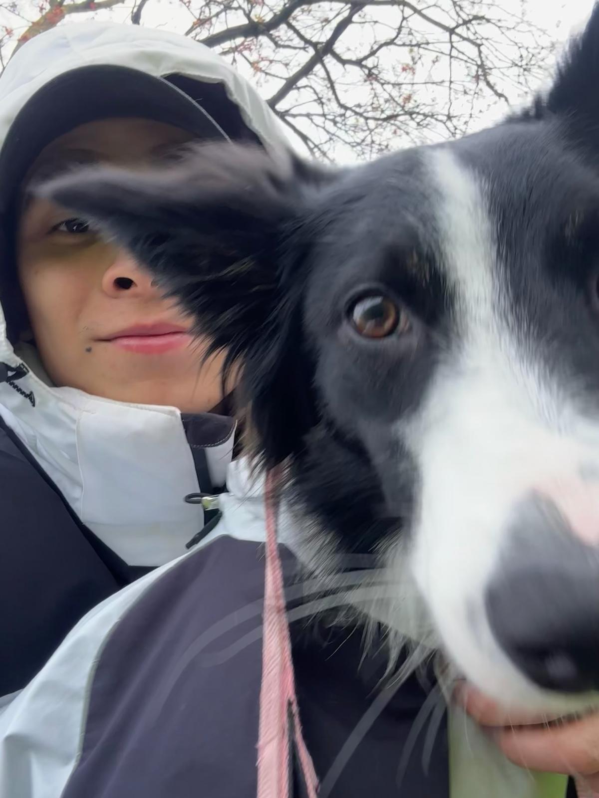 Life with dogs
